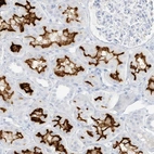Immunohistochemical staining of human kidney shows high expression.
