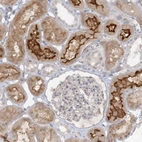 Immunohistochemical staining of human kidney shows moderate to strong positivity in apical membrane in cells in tubules.