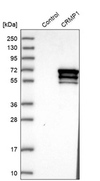 Western blot analysis in control (vector only transfected HEK293T lysate) and CRMP1 over-expression lysate (Co-expressed with a C-terminal myc-DDK tag (~3.1 kDa) in mammalian HEK293T cells, LY400522).