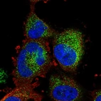 Immunofluorescent staining of human cell line U-251 MG shows localization to vesicles.