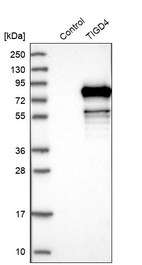 Western blot analysis in control (vector only transfected HEK293T lysate) and TIGD4 over-expression lysate (Co-expressed with a C-terminal myc-DDK tag (~3.1 kDa) in mammalian HEK293T cells, LY407908).