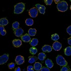 Immunofluorescent staining of human cell line REH shows localization to cytosol & centrosome.