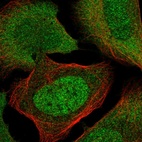 Immunofluorescent staining of human cell line U-2 OS shows localization to nucleoplasm & cytosol.