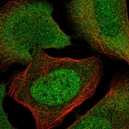 Immunofluorescent staining of human cell line U-2 OS shows localization to nucleoplasm & cytosol.