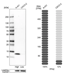 Western blot analysis in human cell lines A-431 and Caco-2 using Anti-PFN2 antibody. Corresponding PFN2 RNA-seq data are presented for the same cell lines. Loading control: Anti-PARP1.