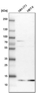 Western blot analysis in mouse cell line NIH-3T3 and rat cell line NBT-II.