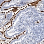 Immunohistochemical staining of human small intestine shows high expression.