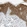 Anti-EDF1 Antibody