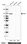 Anti-AP5Z1 Antibody