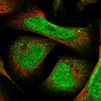 Immunofluorescent staining of human cell line U-2 OS shows localization to nucleus.