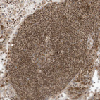 Anti-EDF1 Antibody