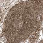 Immunohistochemical staining of human lymph node shows strong nuclear and cytoplasmic positivity in germinal and non-germinal center cells.