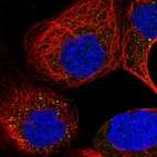 Immunofluorescent staining of human cell line A-431 shows localization to vesicles.