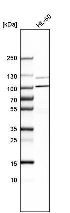 Western blot analysis in human cell line HL-60.