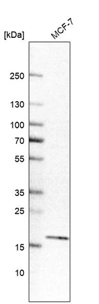 Western blot analysis in human cell line MCF-7.