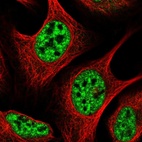Immunofluorescent staining of human cell line U-2 OS shows localization to nuclear speckles.
