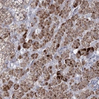 Immunohistochemical staining of human adrenal gland shows moderate cytoplasmic positivity in glandular cells.