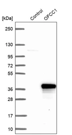 Western blot analysis in control (vector only transfected HEK293T lysate) and OFCC1 over-expression lysate (Co-expressed with a C-terminal myc-DDK tag (~3.1 kDa) in mammalian HEK293T cells, LY407190).