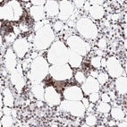 Anti-KIF4A Antibody