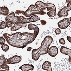 Immunohistochemical staining of human placenta shows strong granular cytoplasmic positivity in trophoblastic cells.