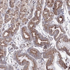 Immunohistochemical staining of human stomach shows moderate granular cytoplasmic positivity in glandular cells.