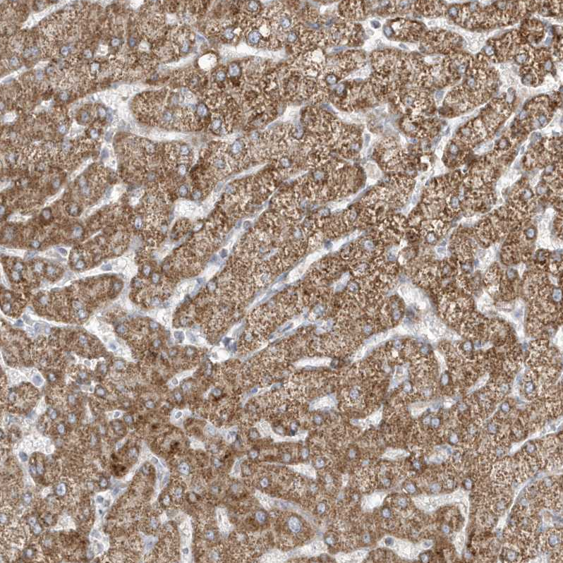 Anti-ADAMTSL3 Antibody