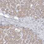 Immunohistochemical staining of human pancreas shows low expression as expected.