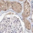 Immunohistochemical staining of human kidney using Anti-RNF219 antibody HPA034786.