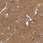 Immunohistochemical staining of human cerebral cortex using Anti-RNF219 antibody HPA034786.