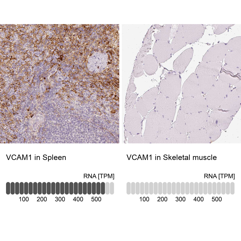 Anti-VCAM1 Antibody