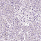 Immunohistochemical staining of human pancreas shows no positivity in exocrine glandular cells or in islets of Langerhans.