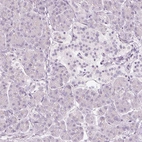 Immunohistochemical staining of human pancreas shows no positivity in exocrine glandular cells or in islets of Langerhans.