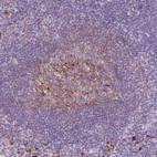 Immunohistochemical staining of human tonsil shows moderate membranous positivity in germinal center cells.