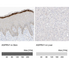 Anti-ASPRV1 Antibody