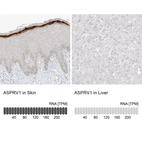 Anti-ASPRV1 Antibody