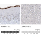 Anti-ASPRV1 Antibody