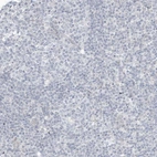 Immunohistochemical staining of human tonsil shows no positivity in non-germinal center cells as expected.
