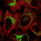 Immunofluorescent staining of human cell line U-2 OS shows positivity in mitochondria.