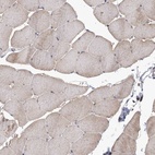 Immunohistochemical staining of human skeletal muscle shows low expression as expected.