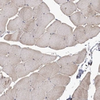 Immunohistochemical staining of human skeletal muscle shows low expression as expected.