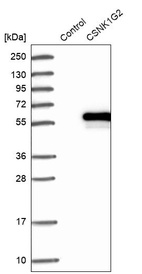 Western blot analysis in control (vector only transfected HEK293T lysate) and CSNK1G2 over-expression lysate (Co-expressed with a C-terminal myc-DDK tag (~3.1 kDa) in mammalian HEK293T cells, LY400524).