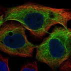 Immunofluorescent staining of human cell line HaCaT shows localization to intermediate filaments.