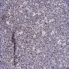 Immunohistochemical staining of human tonsil shows moderate nuclear positivity in germinal center cells.