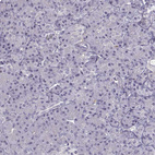 Immunohistochemical staining of human pancreas shows no positivity in exocrine glandular cells.