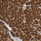 Anti-TAB3 Antibody