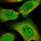 Immunofluorescent staining of human cell line U-2 OS shows localization to nuclear speckles & cytosol.