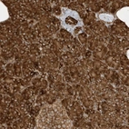 Anti-CDC42EP3 Antibody