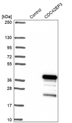 Western blot analysis in control (vector only transfected HEK293T lysate) and CDC42EP3 over-expression lysate (Co-expressed with a C-terminal myc-DDK tag (~3.1 kDa) in mammalian HEK293T cells, LY416634).