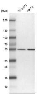 Western blot analysis in mouse cell line NIH-3T3 and rat cell line NBT-II.
