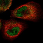 Immunofluorescent staining of human cell line A-431 shows localization to nucleoplasm & cytosol.